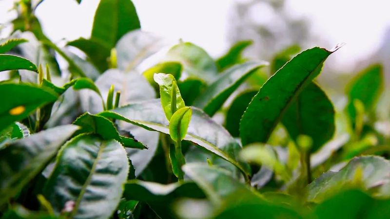 关于都匀：26万亩春茶全面开采的最新消息(5)