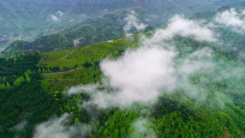 关于都匀：26万亩春茶全面开采的最新消息