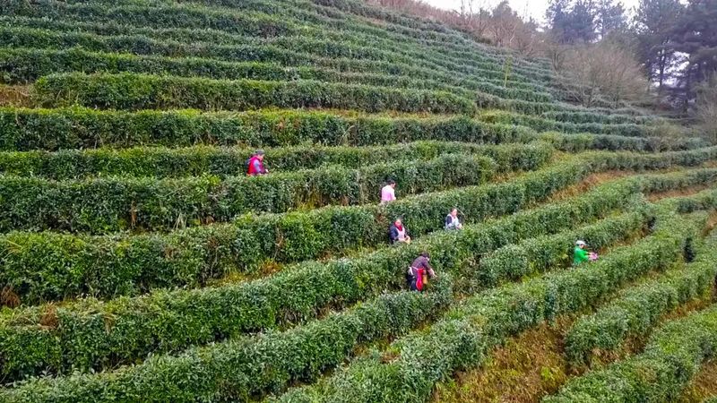 关于都匀：26万亩春茶全面开采的最新消息(11)