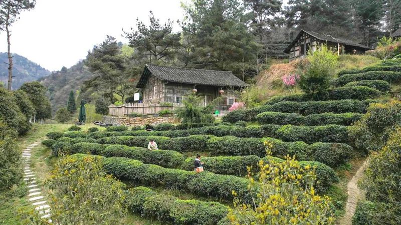 关于都匀：26万亩春茶全面开采的最新消息(1)