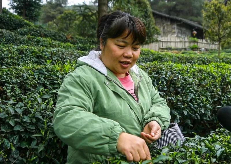 关于都匀：26万亩春茶全面开采的最新消息(2)