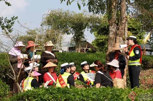 有关于又到春茶飘香时 采茶莫忘安全路的相关内容