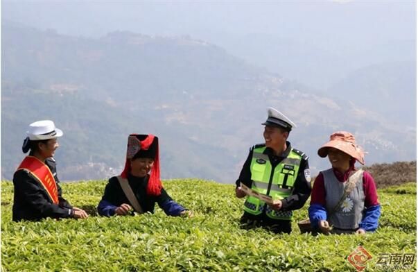 有关于又到春茶飘香时 采茶莫忘安全路的相关内容(1)