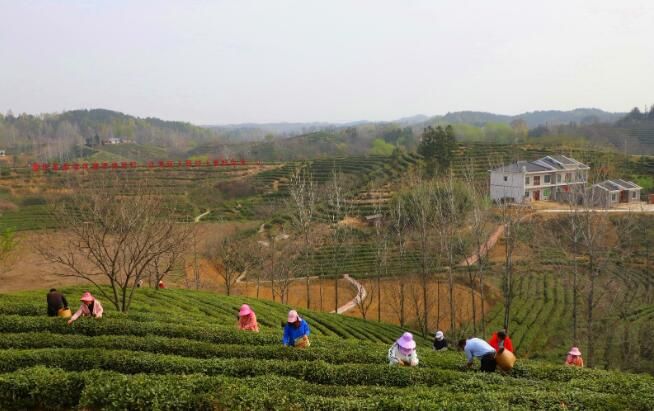 关于信阳商城县：高山春茶采制忙的资讯