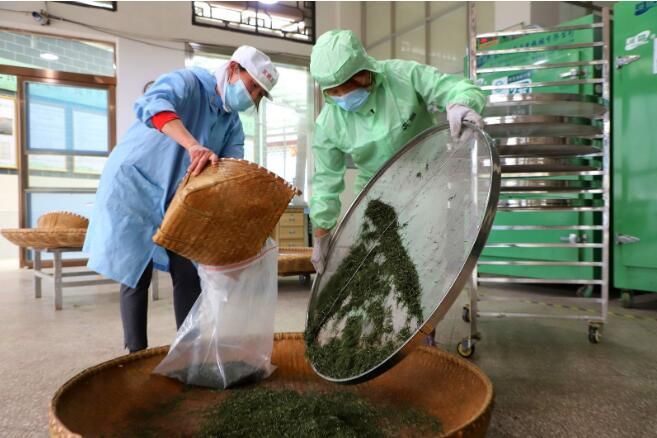 关于信阳商城县：高山春茶采制忙的资讯(4)