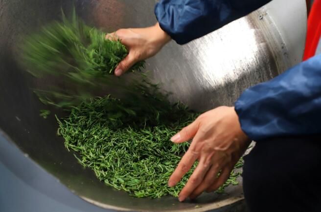 关于信阳商城县：高山春茶采制忙的资讯(3)