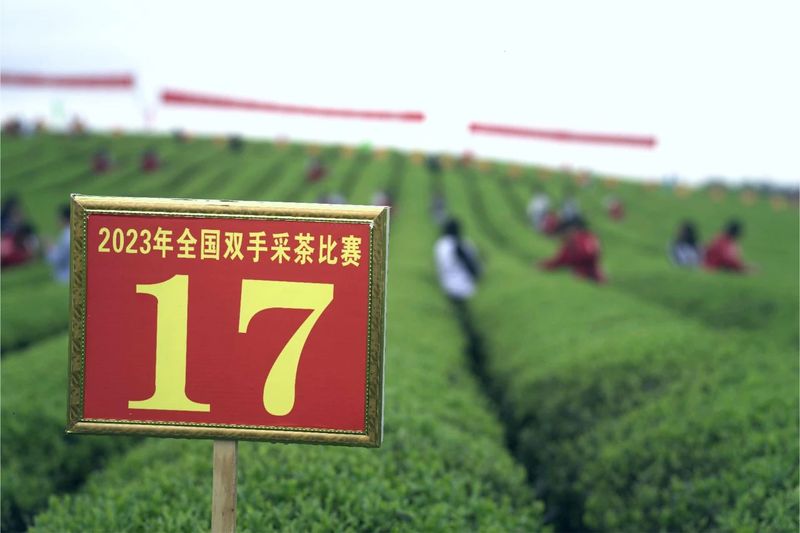 有关于2023年全国双手采茶比赛在湄潭举行的相关信息(1)