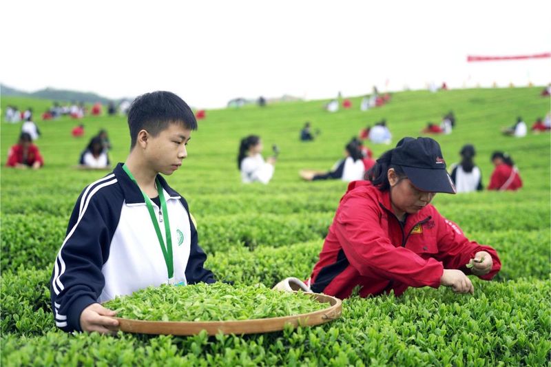 有关于2023年全国双手采茶比赛在湄潭举行的相关信息(2)