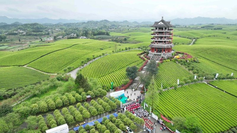 有关于2023年全国双手采茶比赛在湄潭举行的相关信息