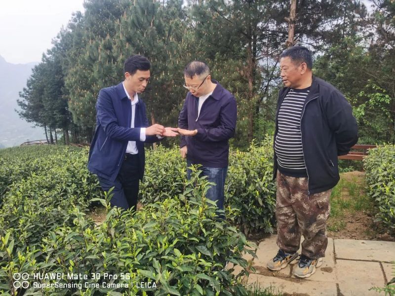 有关于赵晓林到中寨镇调研5G智慧茶园建设相关工作的资讯(2)