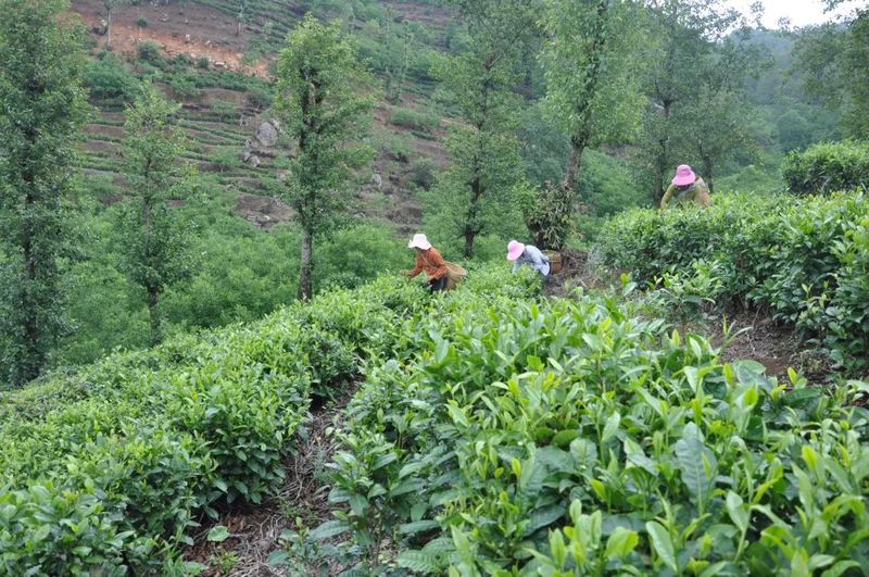 关于云县：做强做大茶产业助力乡村振兴的消息(2)