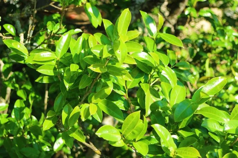 关于云县：做强做大茶产业助力乡村振兴的消息