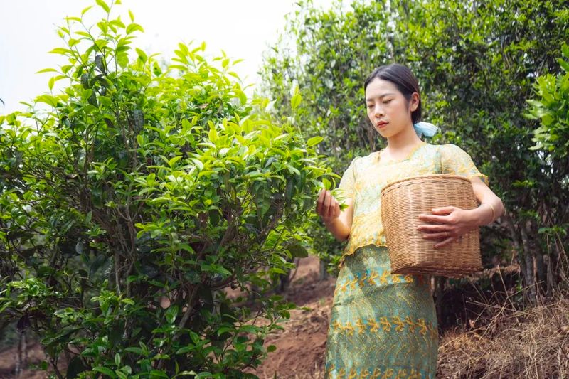 关于云县：做强做大茶产业助力乡村振兴的消息(1)