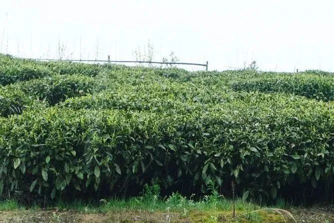 有关于春茶中国行③“柘”里茶树长得“野”，白茶品质居然这么好？！的信息(3)