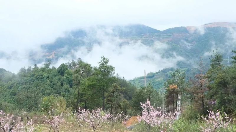 有关于春茶中国行③“柘”里茶树长得“野”，白茶品质居然这么好？！的信息(11)