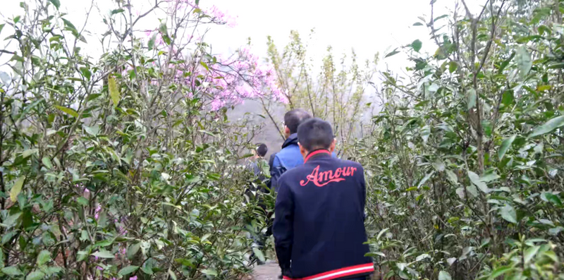 有关于春茶中国行③“柘”里茶树长得“野”，白茶品质居然这么好？！的信息(8)