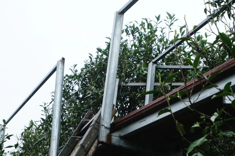 有关于春茶中国行③“柘”里茶树长得“野”，白茶品质居然这么好？！的信息(4)