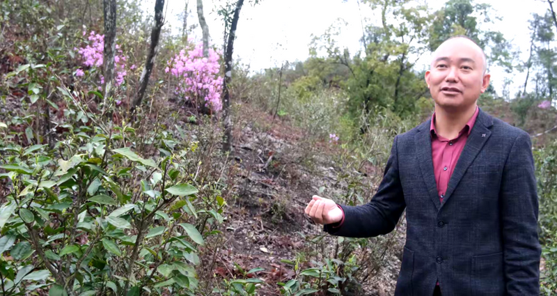 有关于春茶中国行③“柘”里茶树长得“野”，白茶品质居然这么好？！的信息(9)