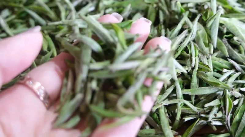 有关于春茶中国行③“柘”里茶树长得“野”，白茶品质居然这么好？！的信息(1)