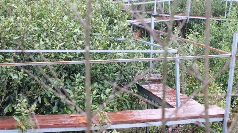 有关于春茶中国行③“柘”里茶树长得“野”，白茶品质居然这么好？！的信息(5)
