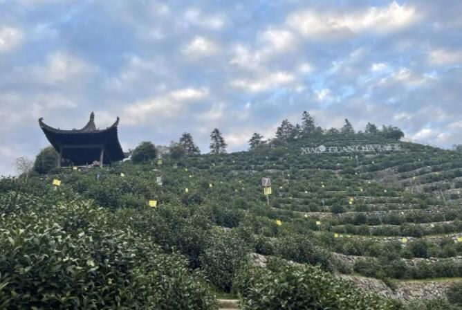 有关于安徽黄山：茶产业助力乡村振兴的内容(1)