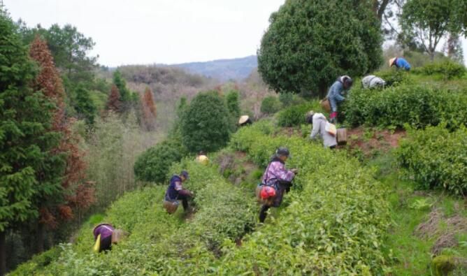 有关于安徽黄山：茶产业助力乡村振兴的内容(3)