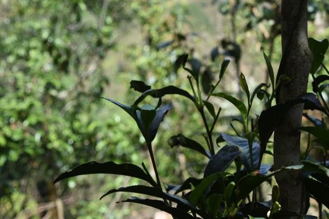 关于易武哆依树2023年春茶9000-13000元的最新消息(1)