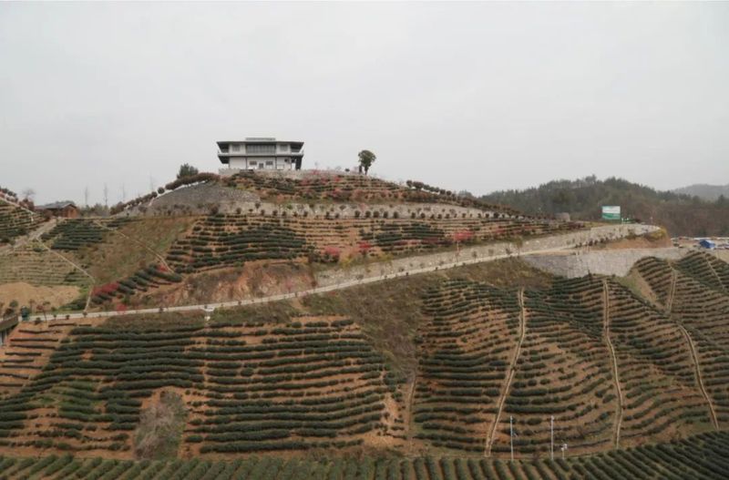 有关于商南茶叶陆续上市 茶旅融合发展助力乡村振兴的新闻(2)