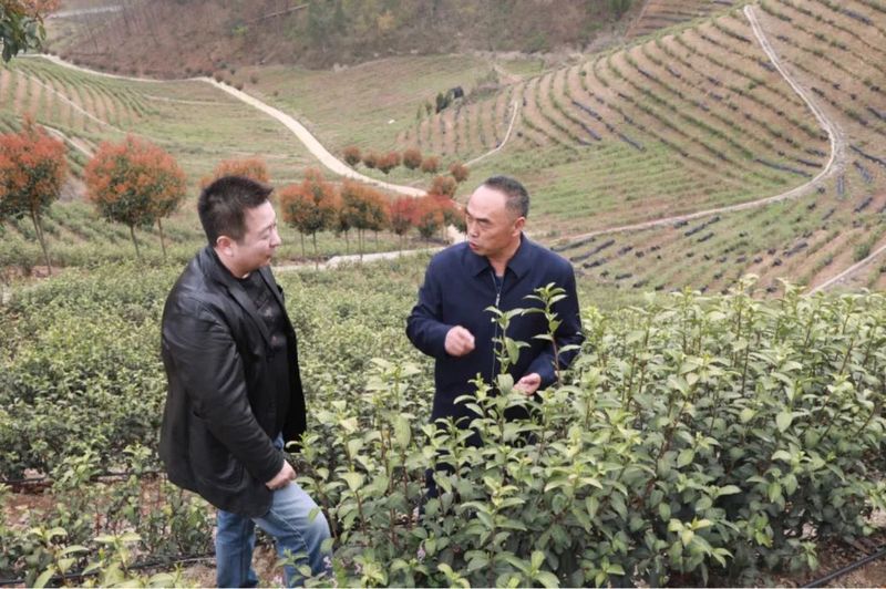 有关于商南茶叶陆续上市 茶旅融合发展助力乡村振兴的新闻