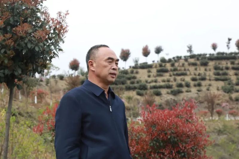 有关于商南茶叶陆续上市 茶旅融合发展助力乡村振兴的新闻(3)