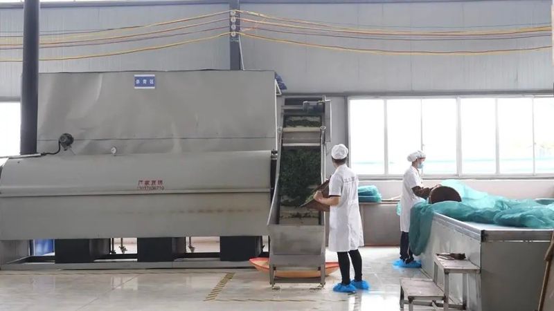 有关于丹寨茶园层层浪 春茶开采茶农忙的新闻(6)