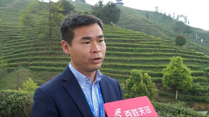 有关于丹寨茶园层层浪 春茶开采茶农忙的新闻(5)