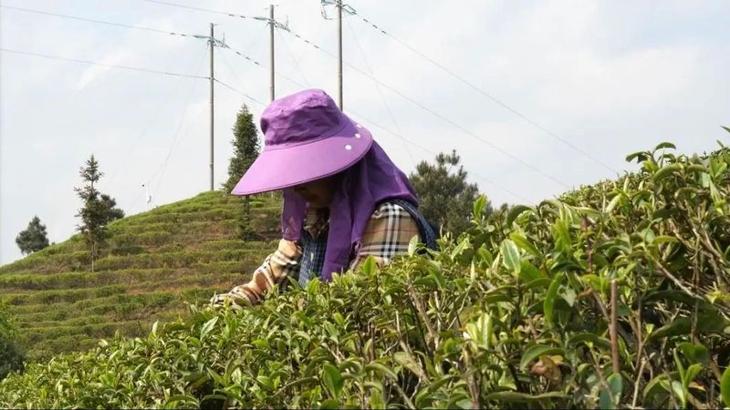 有关于丹寨茶园层层浪 春茶开采茶农忙的新闻(1)