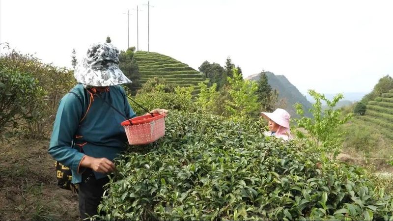 有关于丹寨茶园层层浪 春茶开采茶农忙的新闻