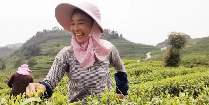 有关于思南:高山出好茶 古村落里茶飘香的资讯(1)