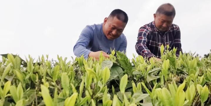 有关于思南:高山出好茶 古村落里茶飘香的资讯(2)