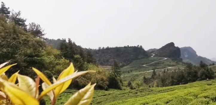 有关于思南:高山出好茶 古村落里茶飘香的资讯