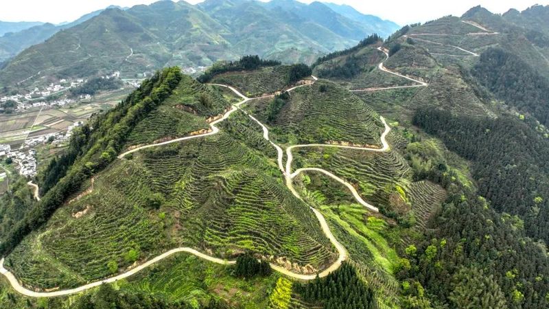 关于高县蕉村镇:奶白茶香飘川内外的新闻(1)