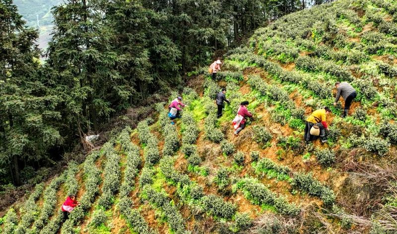 关于高县蕉村镇:奶白茶香飘川内外的新闻