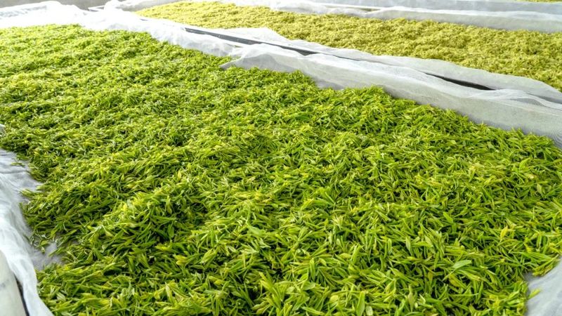 关于高县蕉村镇:奶白茶香飘川内外的新闻(2)