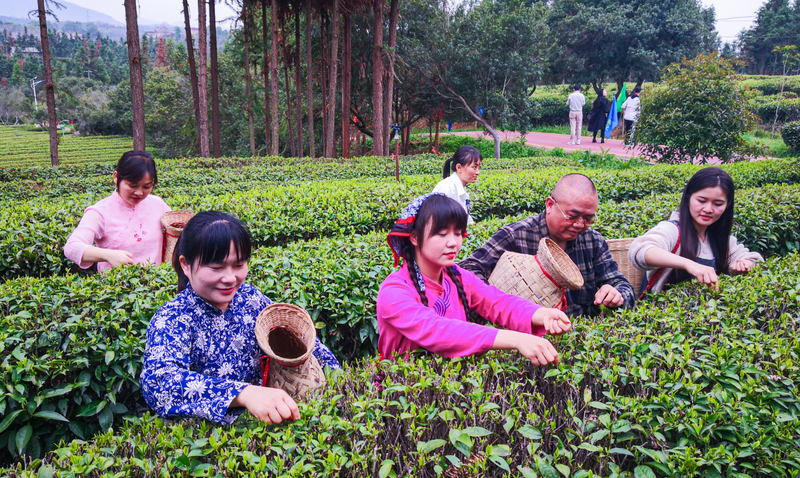 关于“跟着季节游新化”暨新化红茶开园节启动:深化文旅和茶产深度融合!的内容(6)