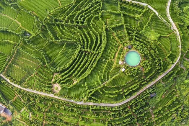 关于“跟着季节游新化”暨新化红茶开园节启动:深化文旅和茶产深度融合!的内容(10)