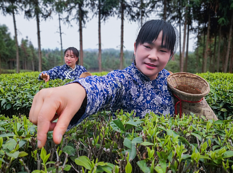 关于“跟着季节游新化”暨新化红茶开园节启动:深化文旅和茶产深度融合!的内容(7)