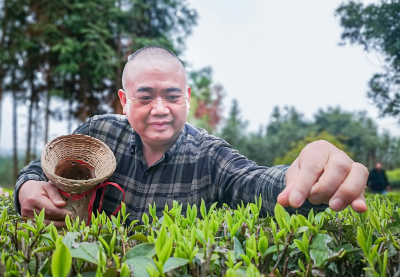 关于“跟着季节游新化”暨新化红茶开园节启动:深化文旅和茶产深度融合!的内容(8)