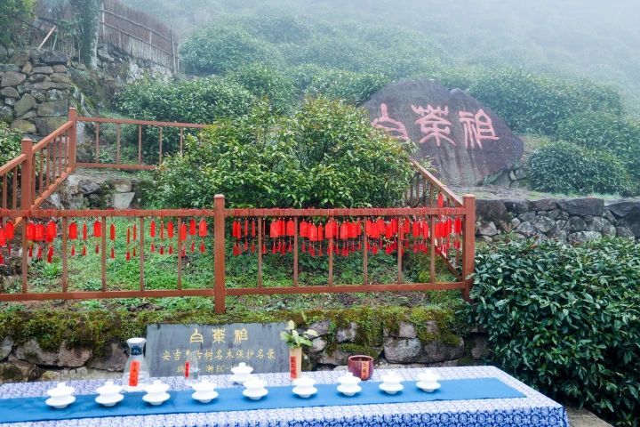 关于二十年了,今天回首再掂这片叶子的重量的信息(1)