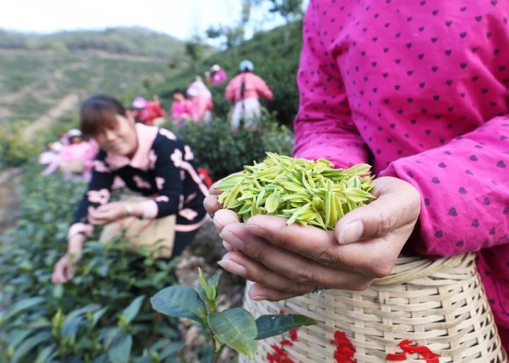 关于二十年了,今天回首再掂这片叶子的重量的信息(3)