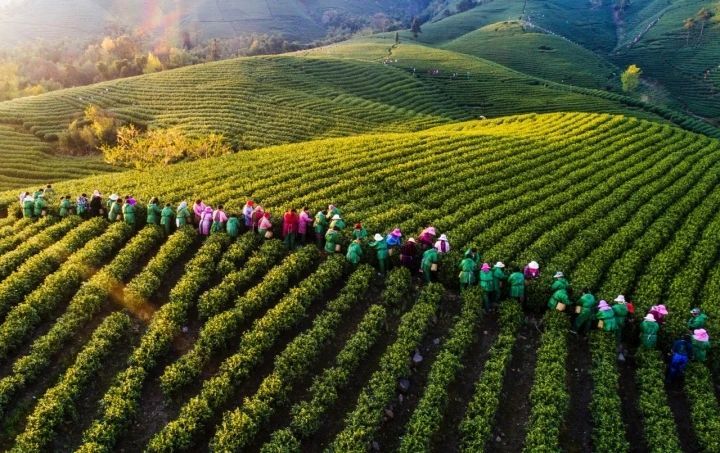 关于二十年了,今天回首再掂这片叶子的重量的信息(4)