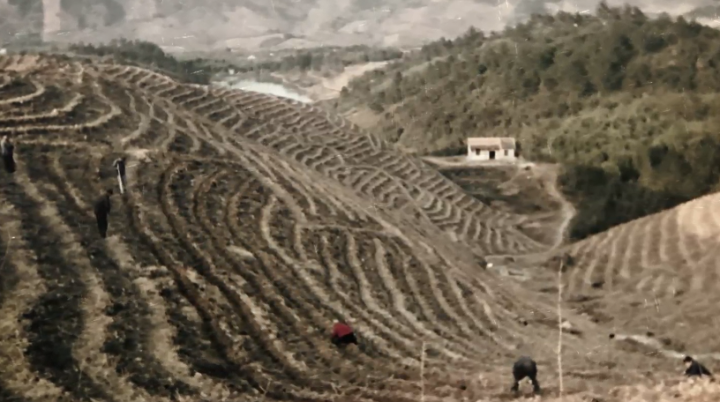 关于二十年了,今天回首再掂这片叶子的重量的信息(2)