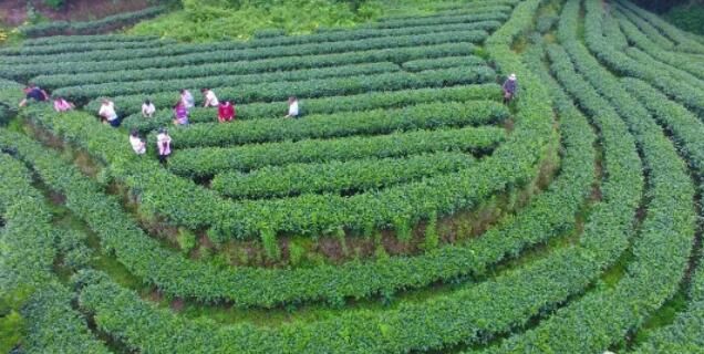 有关于盐津:生态茶园采茶忙 "点绿成金"群众富的相关信息