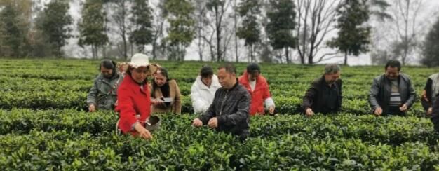 有关于盐津:生态茶园采茶忙 "点绿成金"群众富的相关信息(2)